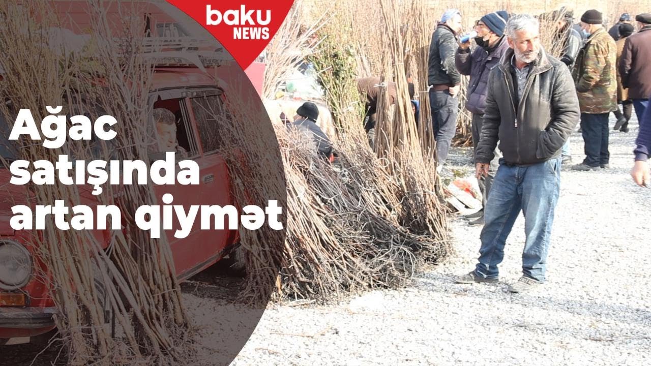 Göyçay bazarında ağac satışı - Baku TV