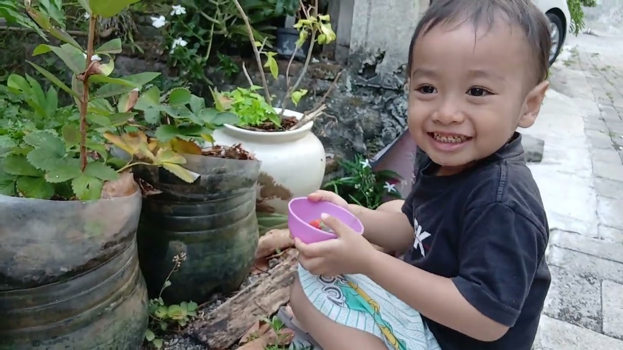 Panen Strawbery dikebun Arsyla Magetan. Bersama Adik Arasya . 05 September 2025. Alhamdulillah