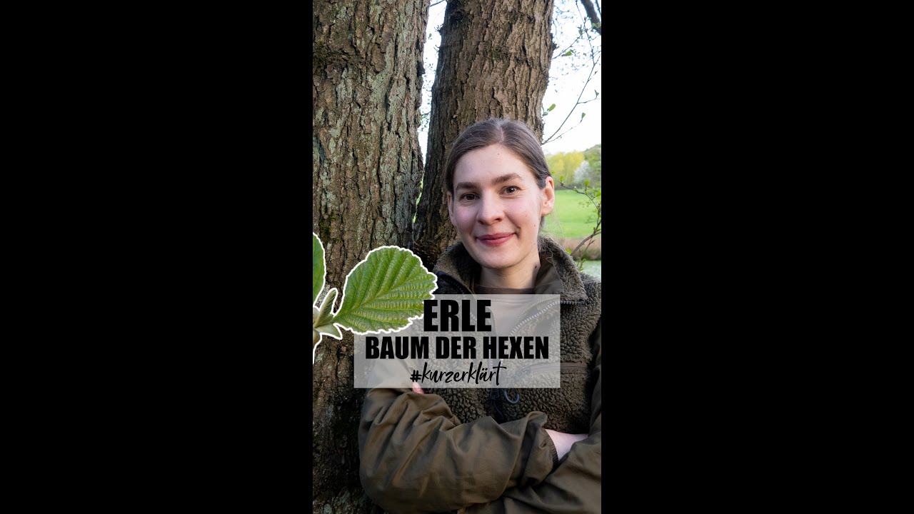 Erle | Baum der Hexen #wald #short