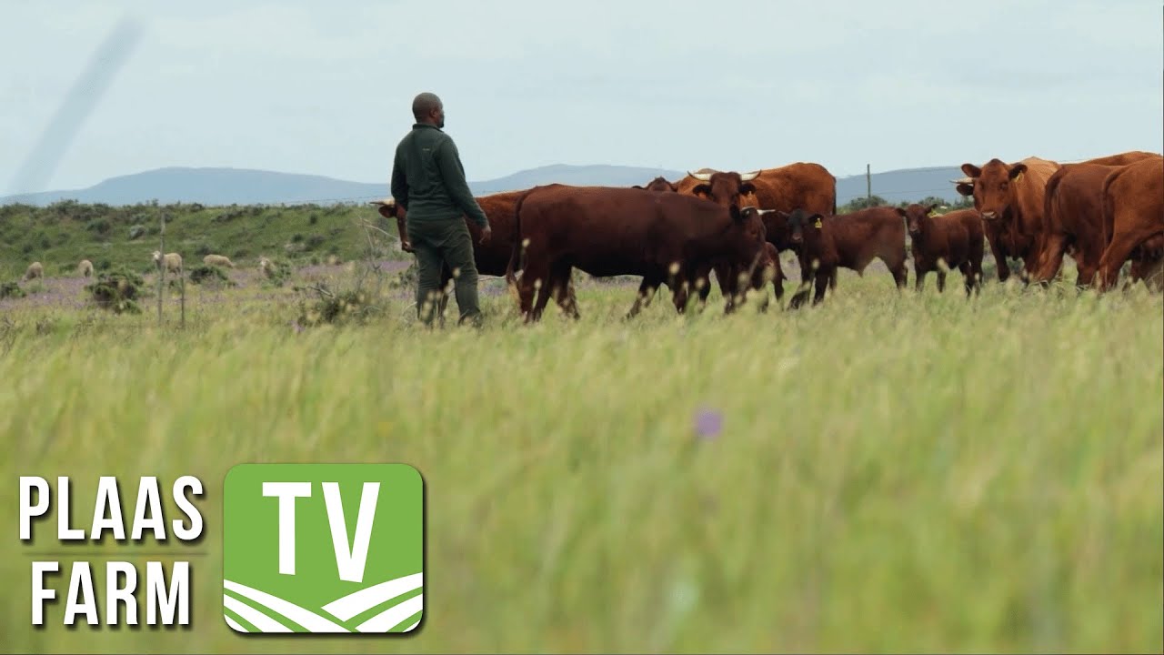 2024 ARC National KyD Beef Farmer of the Year: Thamsanqa Mxokozeli
