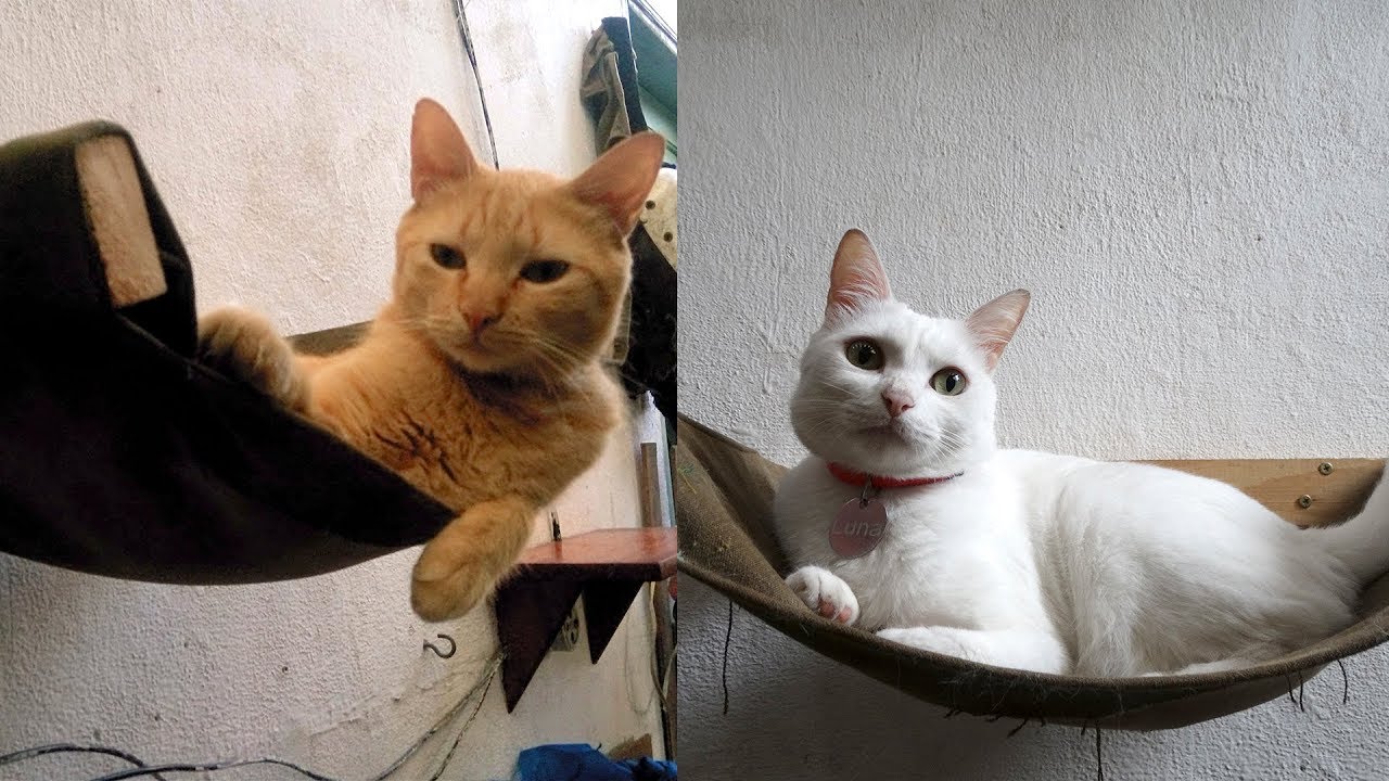 Cama de gato - Melhor brinquedo