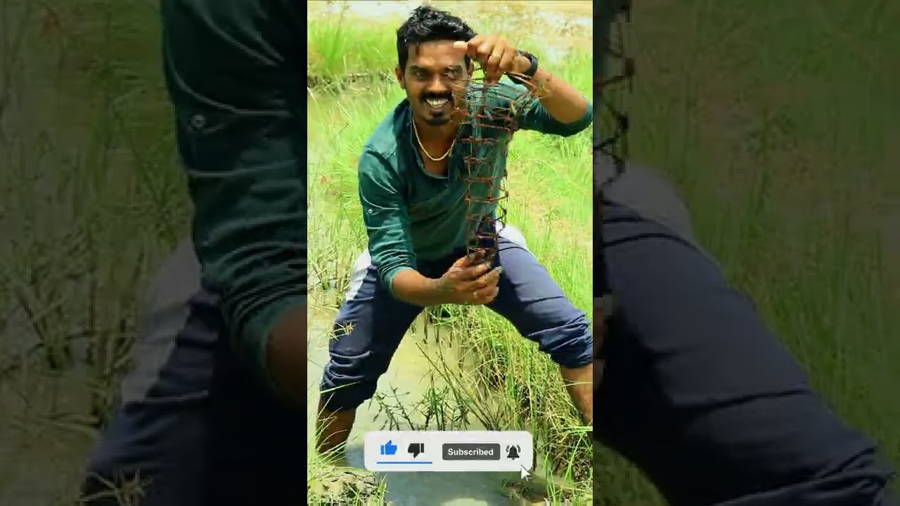 Easy யா விரால் மீன் பிடிக்கலாம் | Viral Meen Trap | 