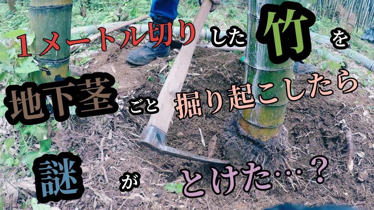 【１メートル切りした竹を地下茎ごと掘り出したら…謎がとけた⁉️】３時間の格闘！腰砕ける笑っ