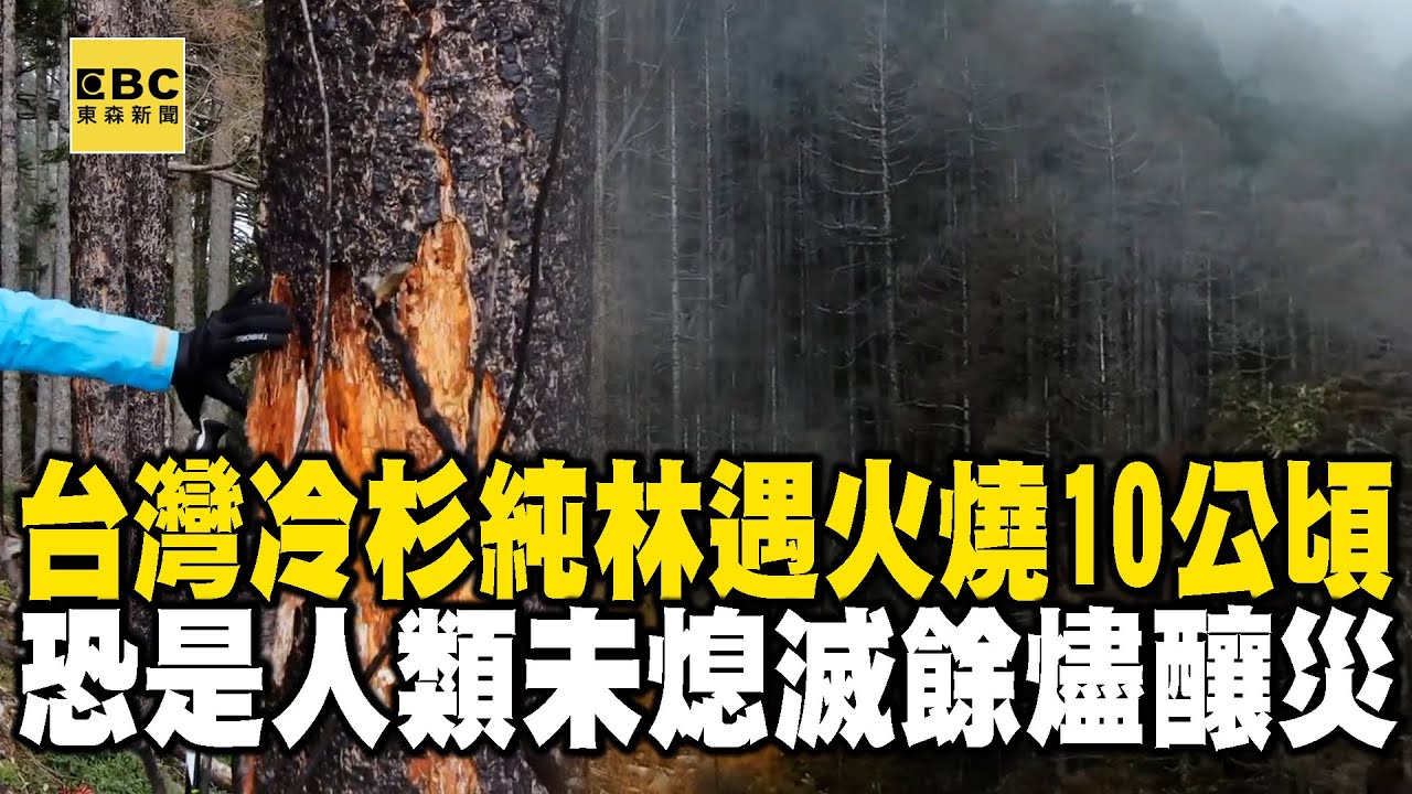 【精選】台灣冷杉純林「2019遇大火燒掉10公頃」！恐是未熄滅餘燼釀災「人類無心過錯毀聖地」 @EARTHFOCUS_EBC ｜舒夢蘭
