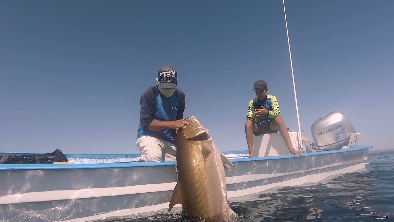 Baja Spearfishing Sea of Cortez Amberjack, Grouper trip.