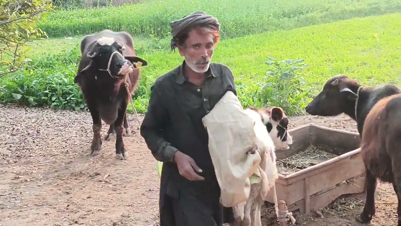 🐄💕 