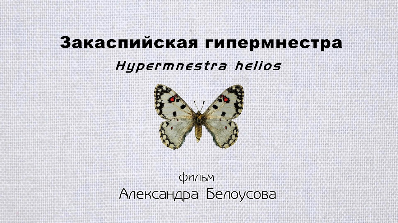 Закаспийская гипермнестра (Hypermnestra helios (Nikerl, 1846)