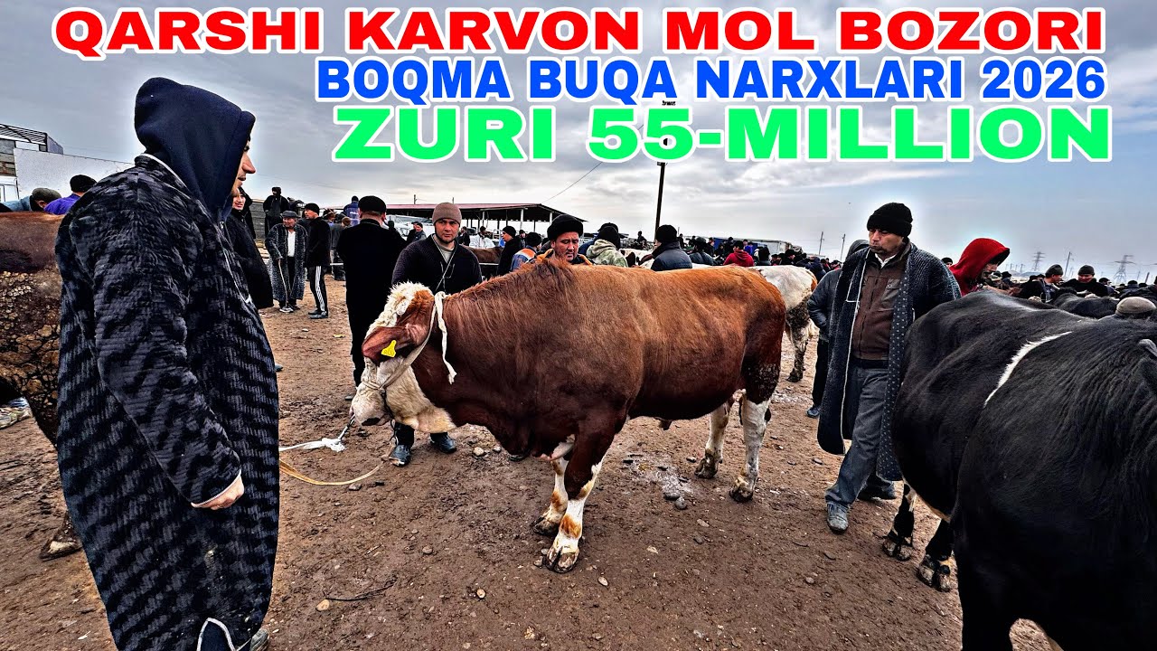 15-MART QARSHI KARVON MOL BOZORIDAN G’UNOJIN, BOQMA KUCHAT BUQA, TOY BEYA NARXLARI 2026