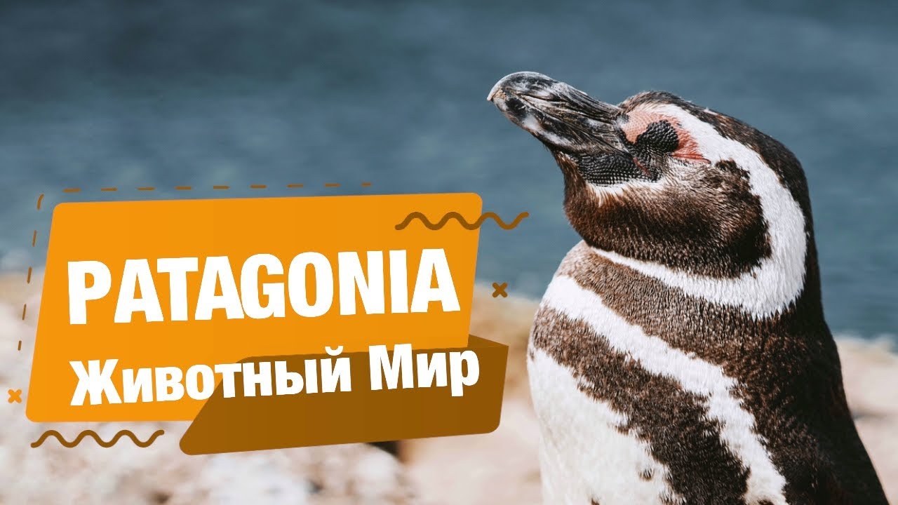 Patagonia, animal world! 2023 Патагония,животный мир! Пингвины,гуанако, морские львы, пуэрто-мадрин
