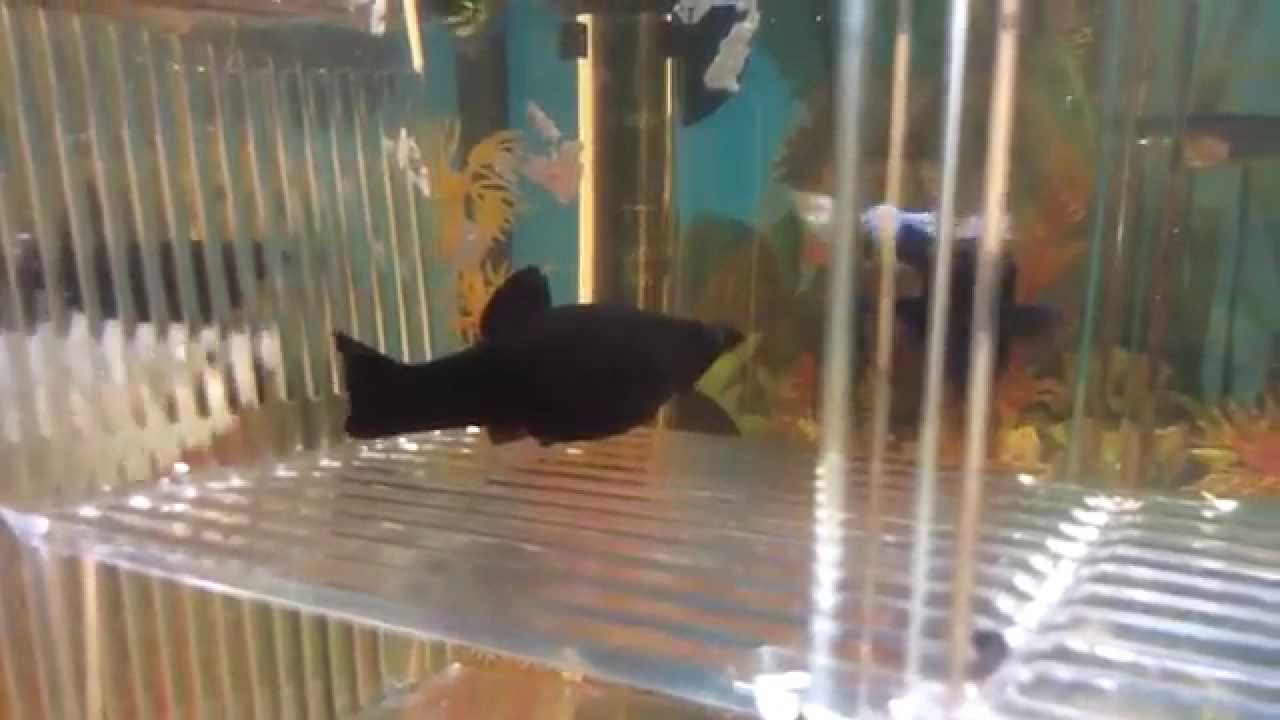 Molly negra pariendo 30 alevines