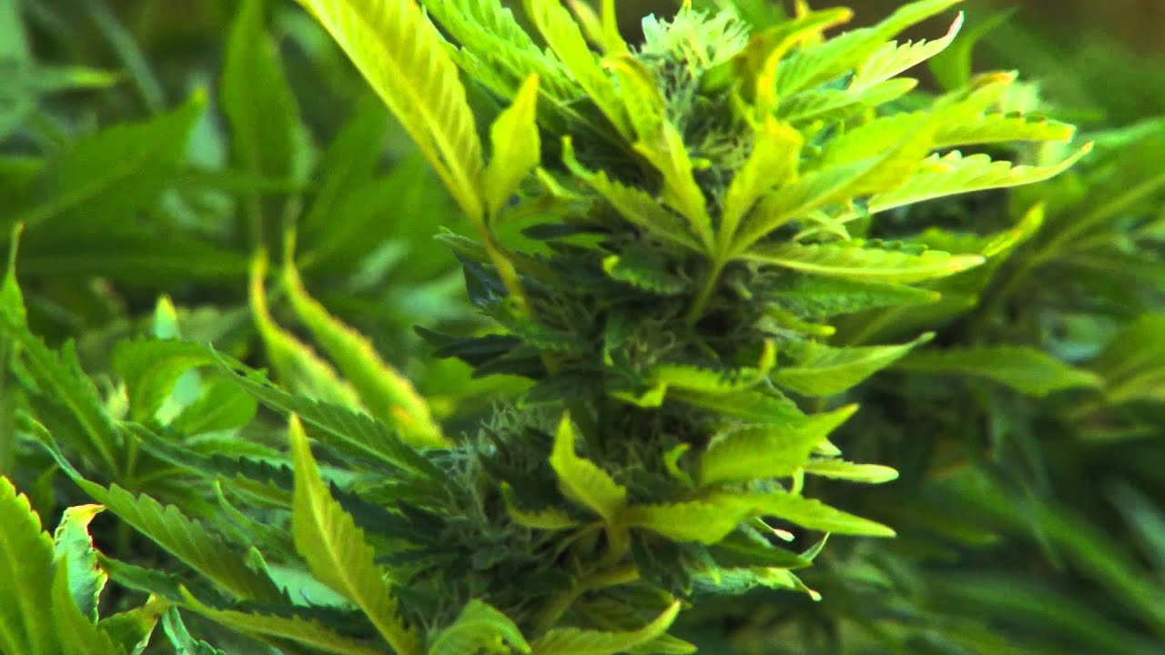 Vipseeds. Plantas de marihuana VIPSEEDS