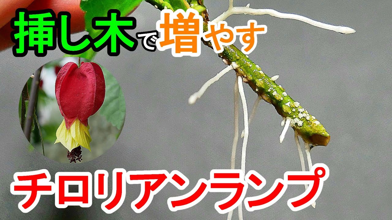 チロリアンランプの挿し木　土挿しと水挿しで