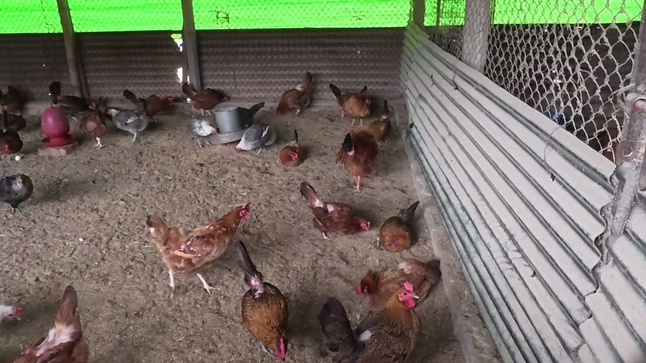 Layer chickens best for eggs productions | বেশি ডিম দেওয়া লেয়ার মুরগির জাত