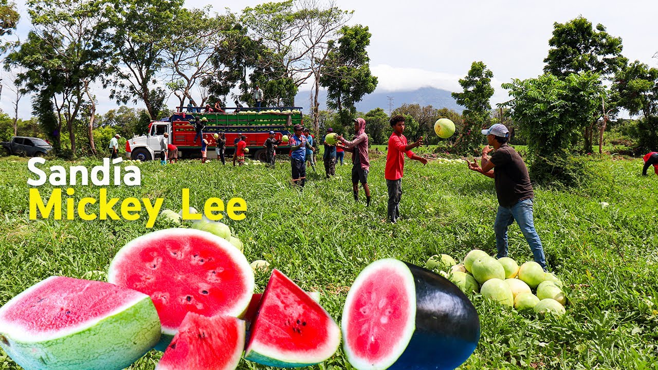 MARAVILLOSOS campos de la SANDÍA mas GRANDE y DULCE de NICARAGUA 🇳🇮