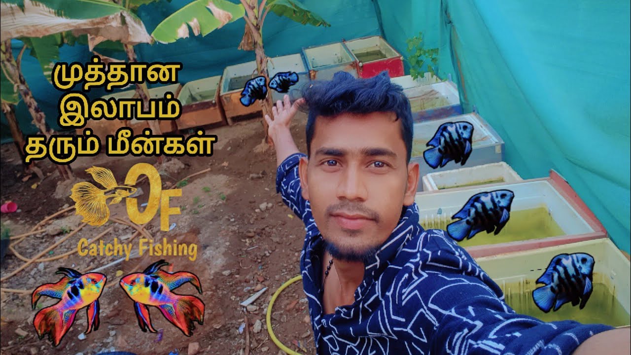 Polar parrot Fry's how do separated ~தமிழ் திருநெல்வேலி 