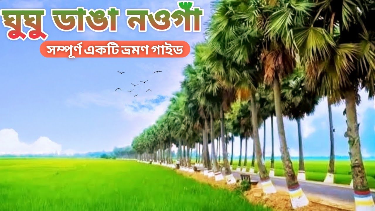 ঘুঘুডাঙ্গা নওগাঁ। বাংলাদেশের দীর্ঘতম তাল গাছের সড়ক। Ghughudanga Naogaon. Palm garden.