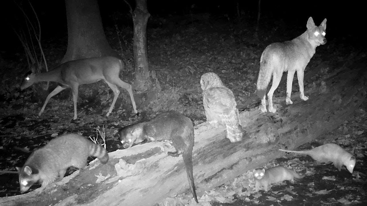Log Crossing Trail Camera Videos |  Waterloo Recreation Area |  Bushnell Core S-4K