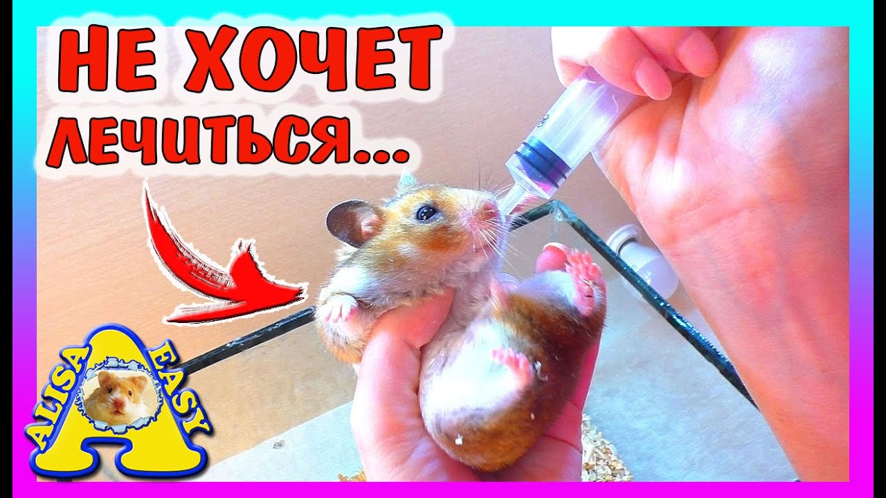 ГЕНЕРАЛЬНАЯ Уборка у хомки СТРЕЛКИ / КУПАЕМ КОТА Васю / уборка клетке хомяка / Alisa Easy Pets