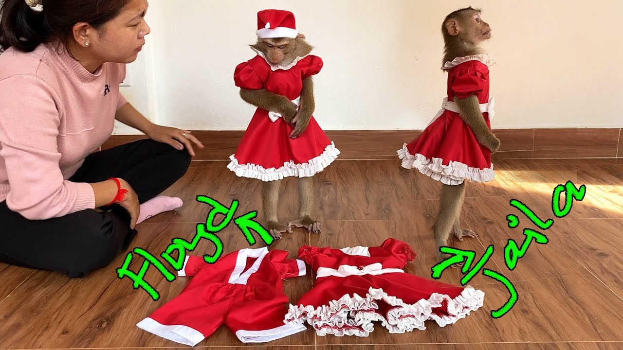 Top Selection X-mas Outfit For Queen Judee, Jaila & Flloyd
