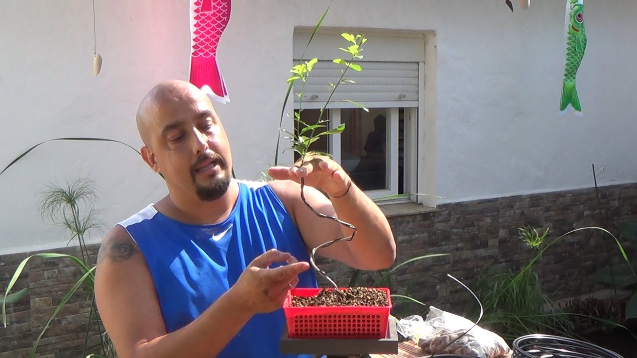 Bonsai Zero Prunus Mahaleb - Cerezo de Santa Luc&iacute;a