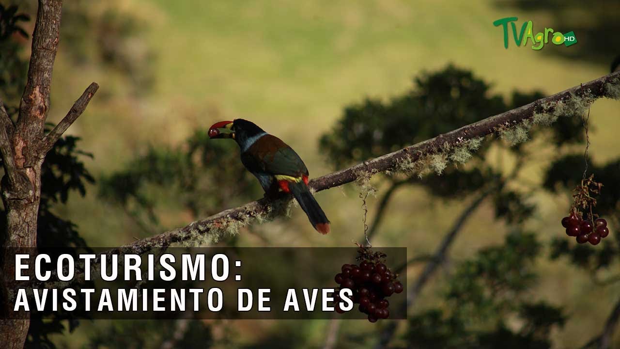 Ecoturismo: avistamiento de aves - TvAgro por Juan Gonzalo Angel Restrepo