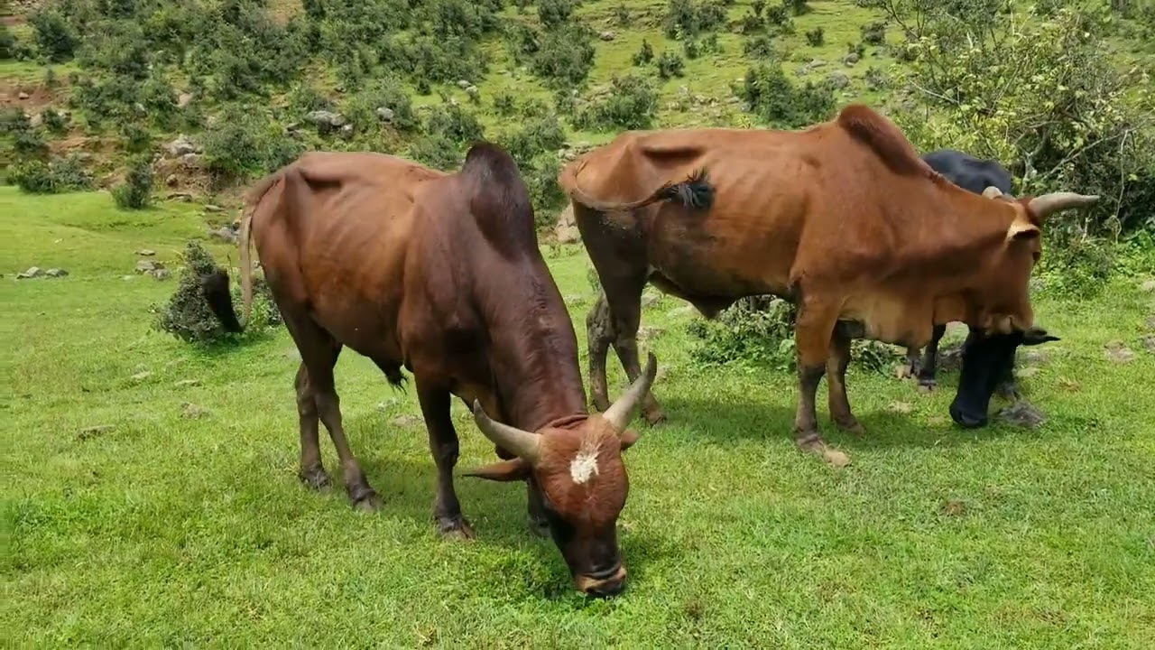 asnake asefa kererto አስናቀ አሰፋ ምርጥ ቀረርቶ  #ethiopian #best #amharic #habesha #fukera #horse #kererto