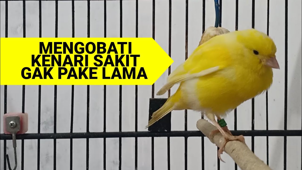 Penanganan kenari sakit bulu ngembang kurus nyilet