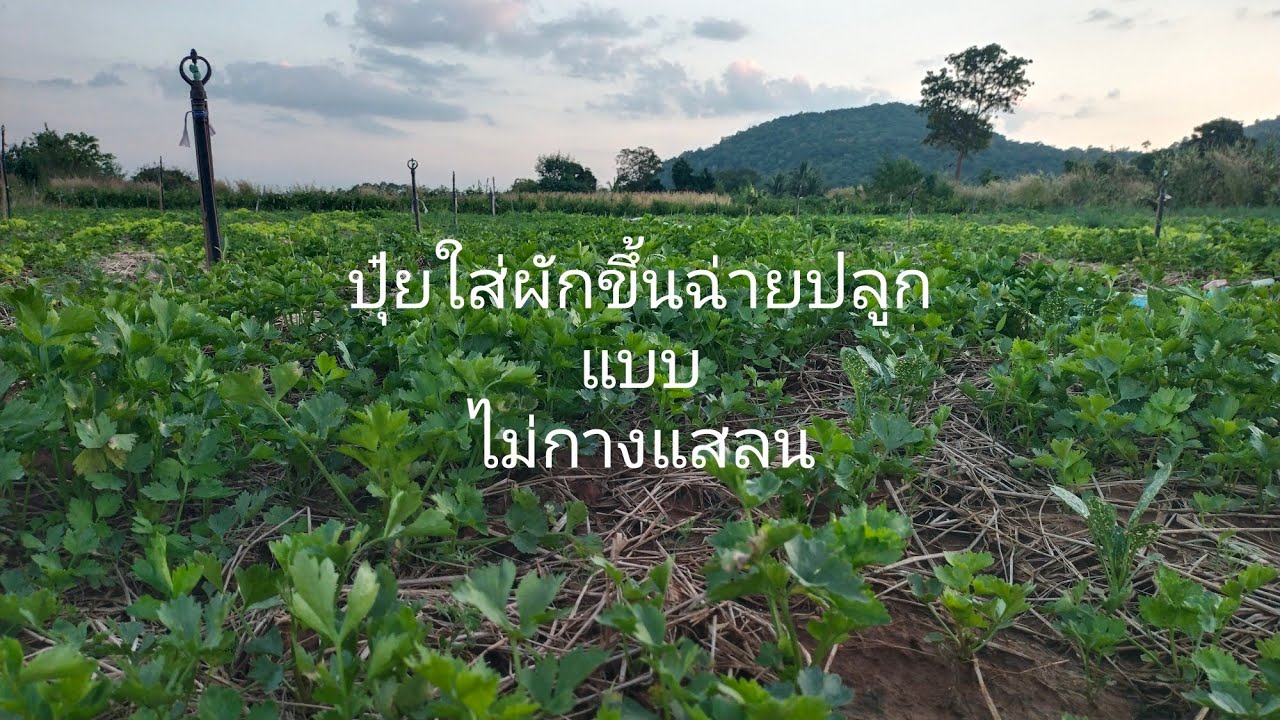 ปุ๋ยใส่ผักขึ้นฉ่าย