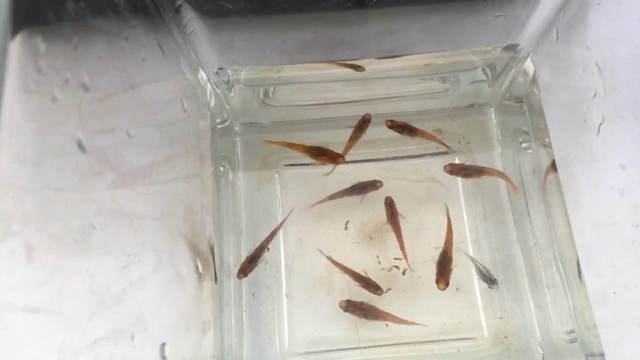 Medaka, i pesci del riso, piccoli pesci per i laghetti e vasche, mini pond.