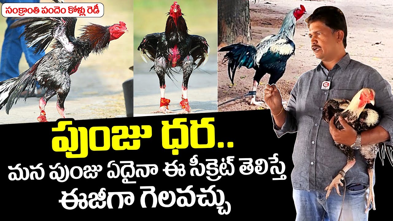 Sankranthi Pandem Kollu Is All Set For Competition And Top Secrets For Cock Winning | NewsQube