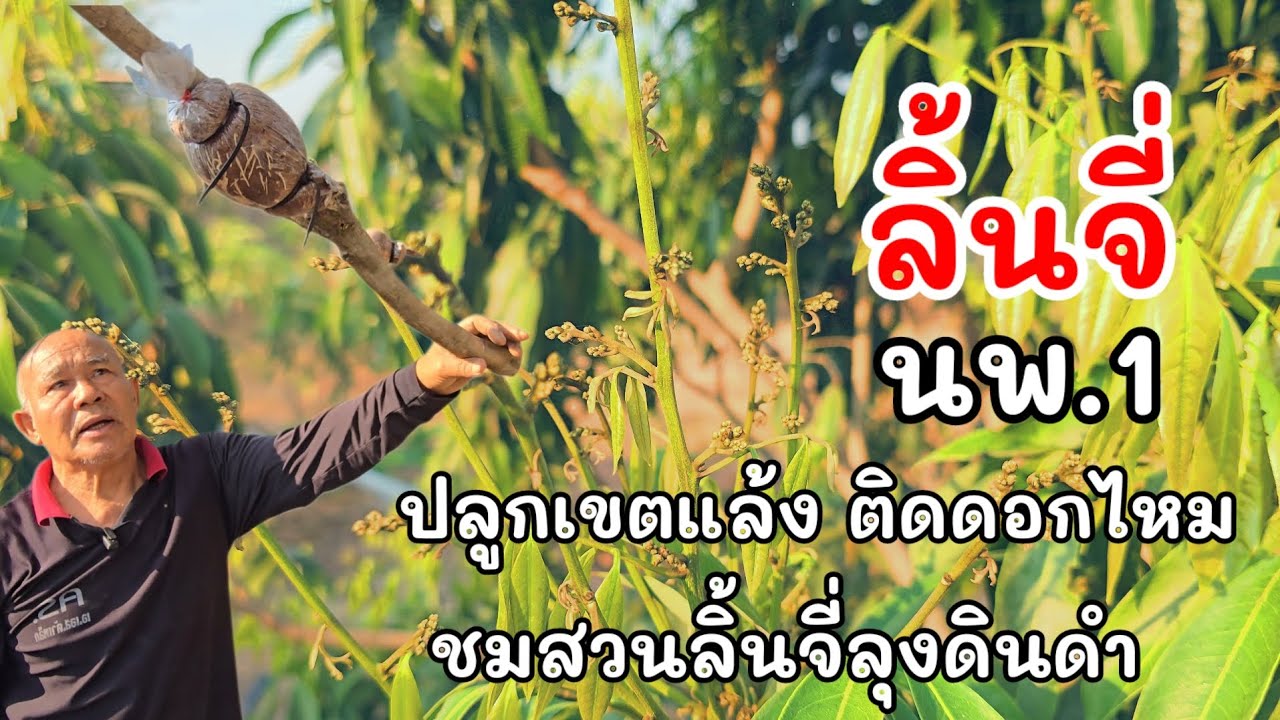 ลิ้นจี่พันธุ์ นพ.1ปลูกที่อีสานใต้จ.สุรินทร์จะออกดอกไหมปลูกมาแล้ว5-6ปีสวนลุงดินดำ ขำดี
