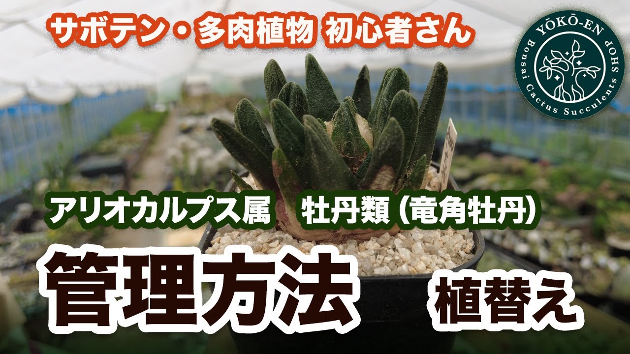 【 サボテン 】アリオカルプス属牡丹類の管理方法・植え替え方