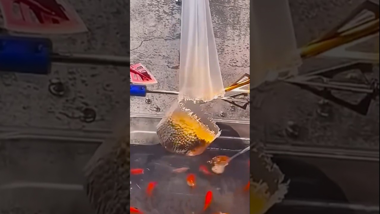 Livestream von goose2223