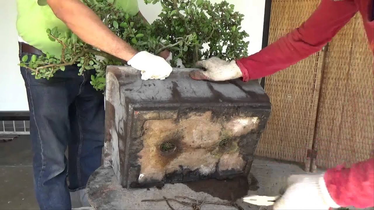 Bonsai Tutorials for Beginners: How to Reduce Leaf Size