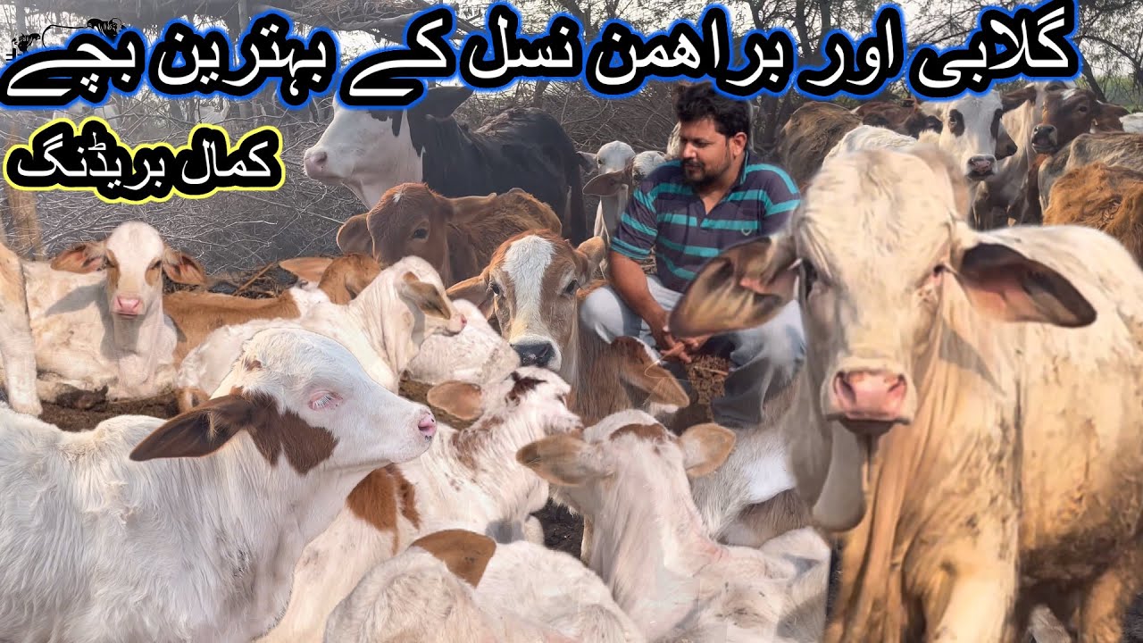 Brahman or ghulabi kmaal bachy. Kmaal ka genetic addition feed cost minimum only invest on semen￼￼