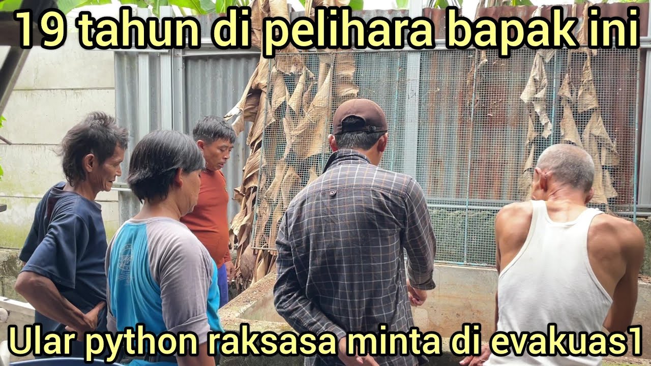 19 TAHUN DI PELIHARA ULAR PYTHON RAKSASA INI MINTA DI EVAKUAS1 OLEH PEMILIK NYA