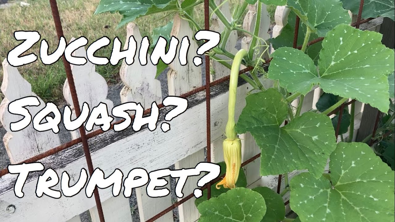 Tromboncino, Rampicante, Zucchino, Vertical gardening