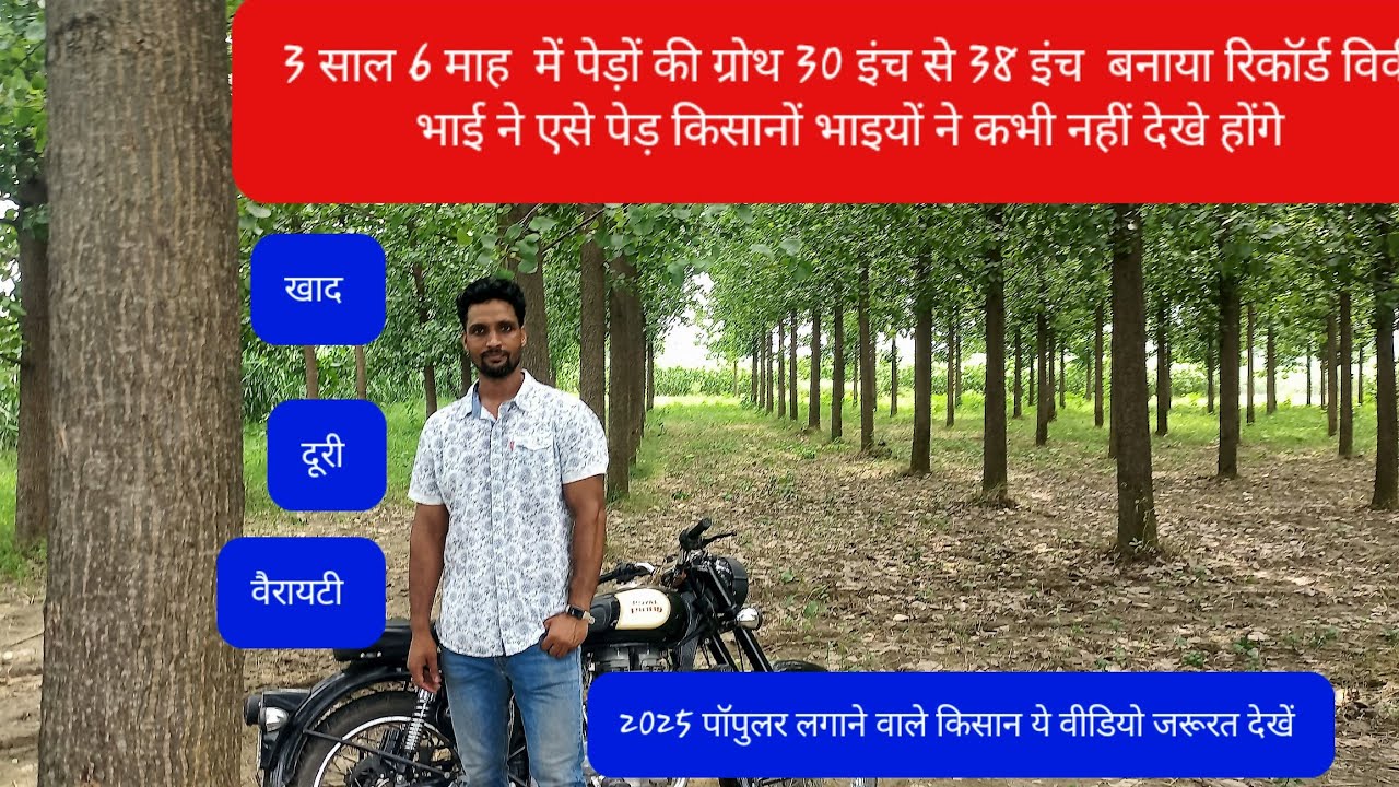 पॉपुलर खेती में किसान भाई ने बनाया 3 साल 6 माह पेड़ की ग्रोथ का रिकॉर्ड 30 इंच से 38 इंच कैसे देखे