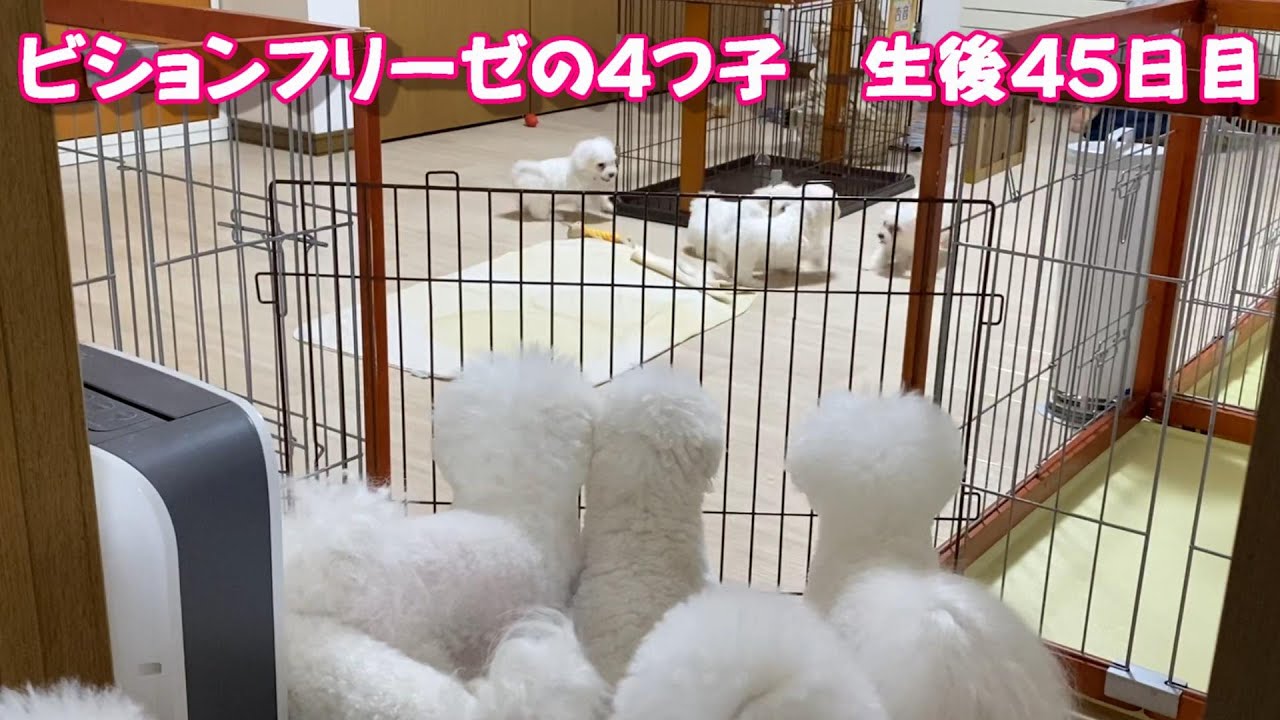 ビションフリーゼの4つ子 生後45日目　Bichon Frise 비숑 프리제