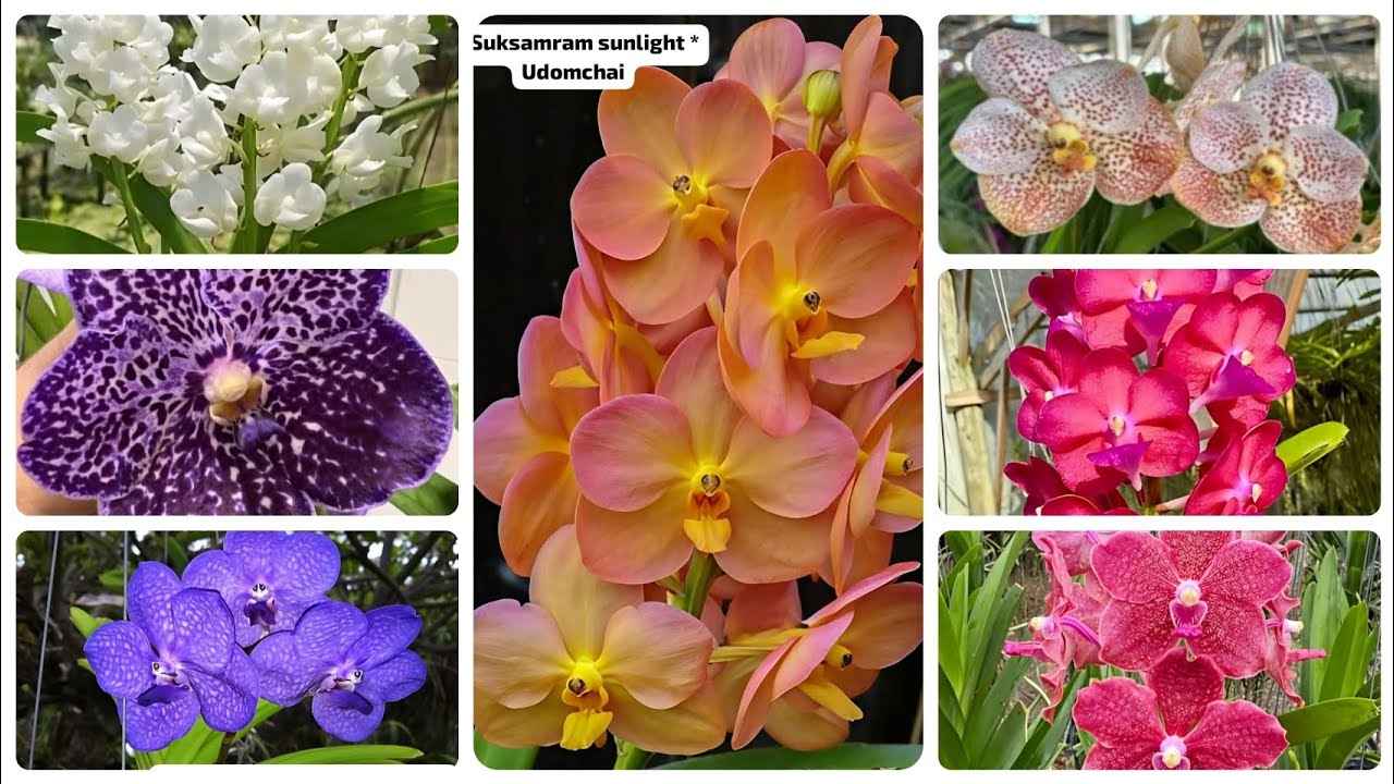 Basket Vanda & Territe vanda plants for sale💖#eloracreation