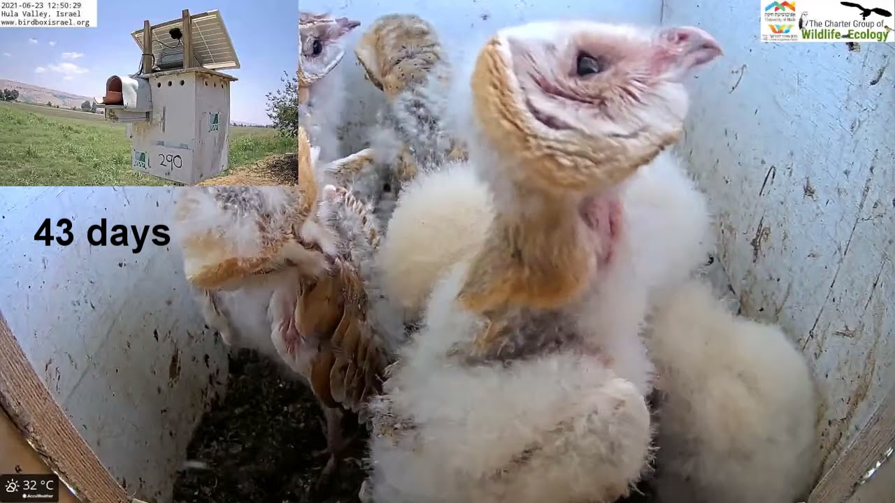 Barn owls and pigeons: Barn owl nestlings from 25 days old to when they leave the nest