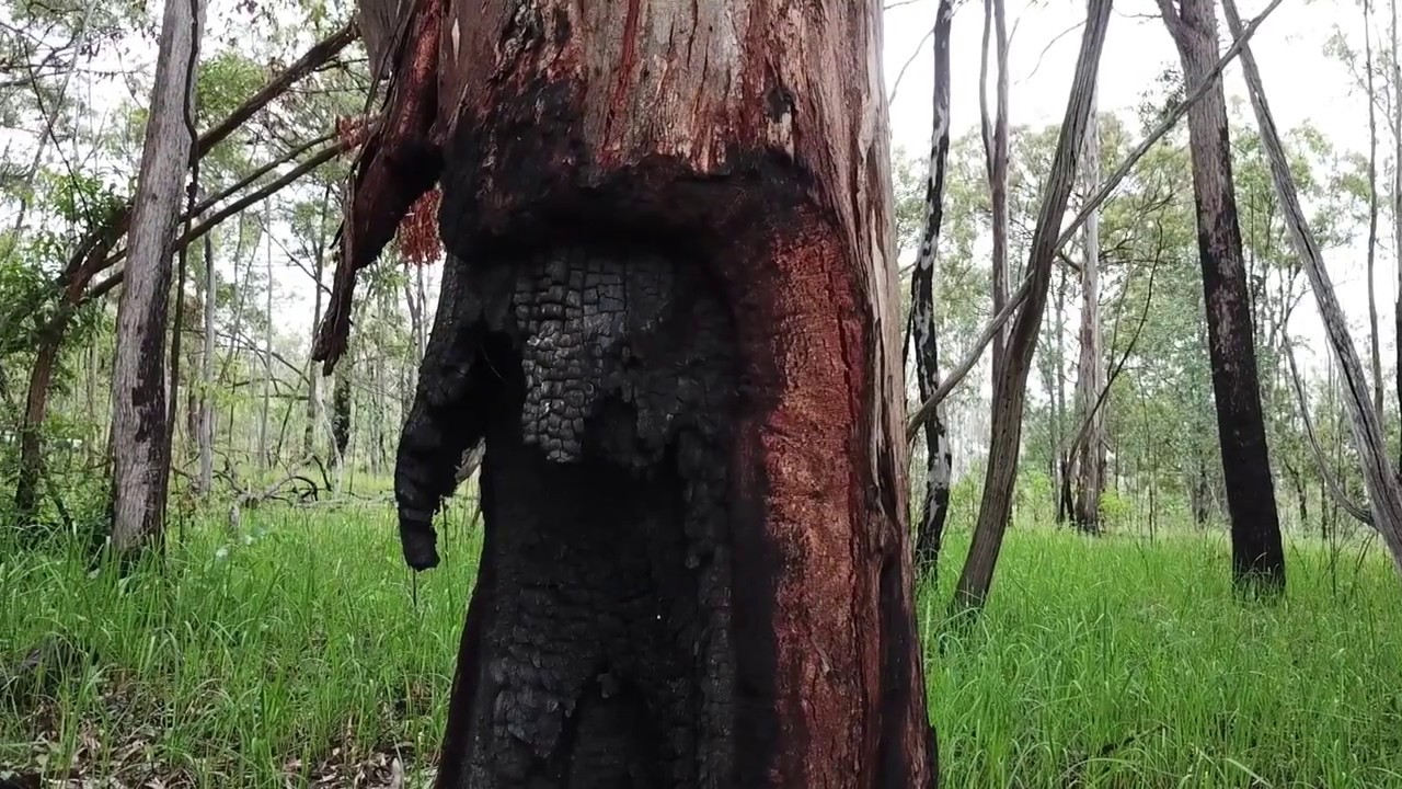 Determining Tree Health