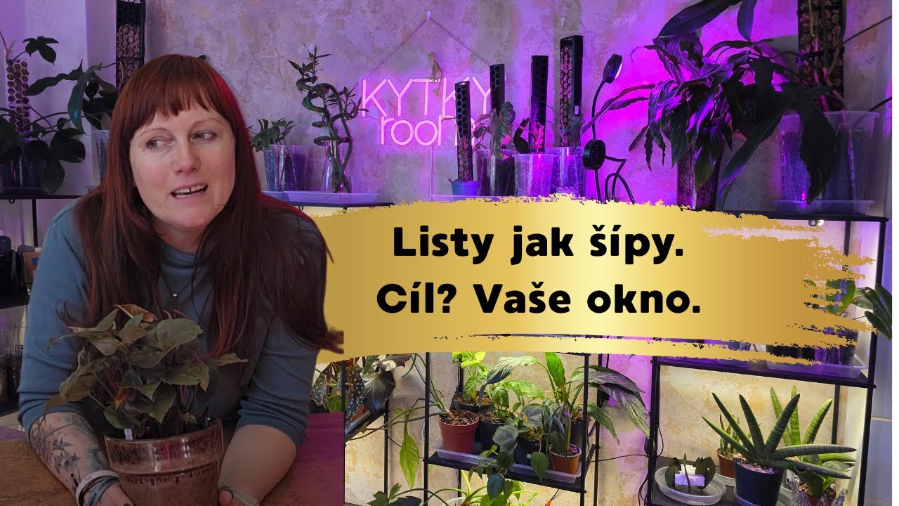 143 Syngonium mix a jak o něj pečovat.
