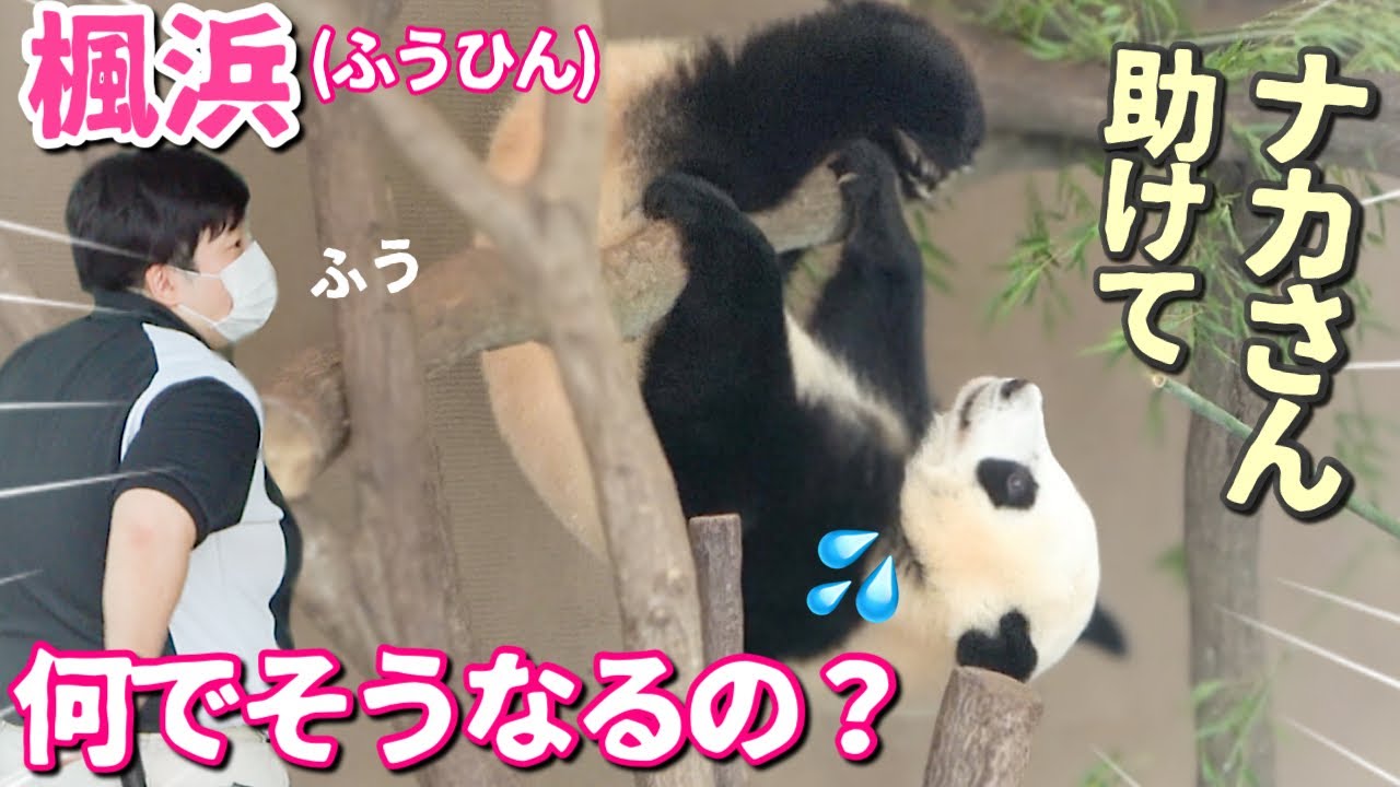 【パンダアイドル楓浜】悲劇🐼ナカさんからもらった大切な竹が大変なことに💦誰か助けて〜