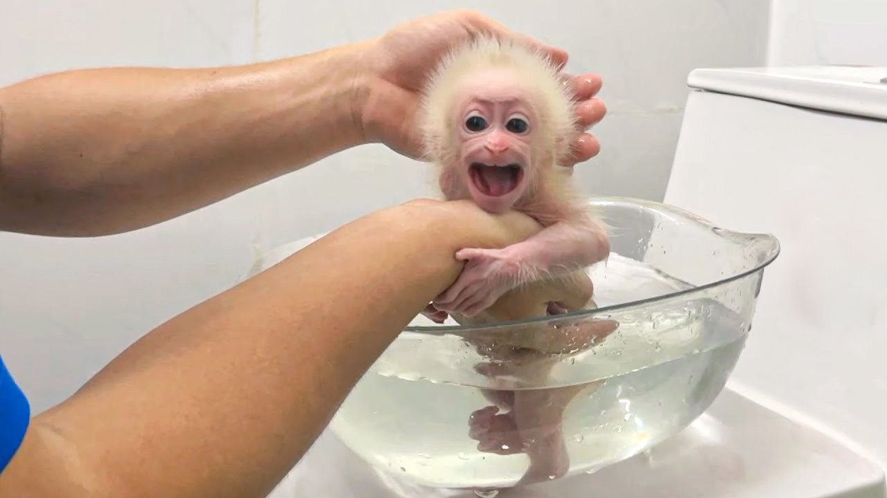 The baby monkey Son adorable reaction when his dad gave him a surprise gift