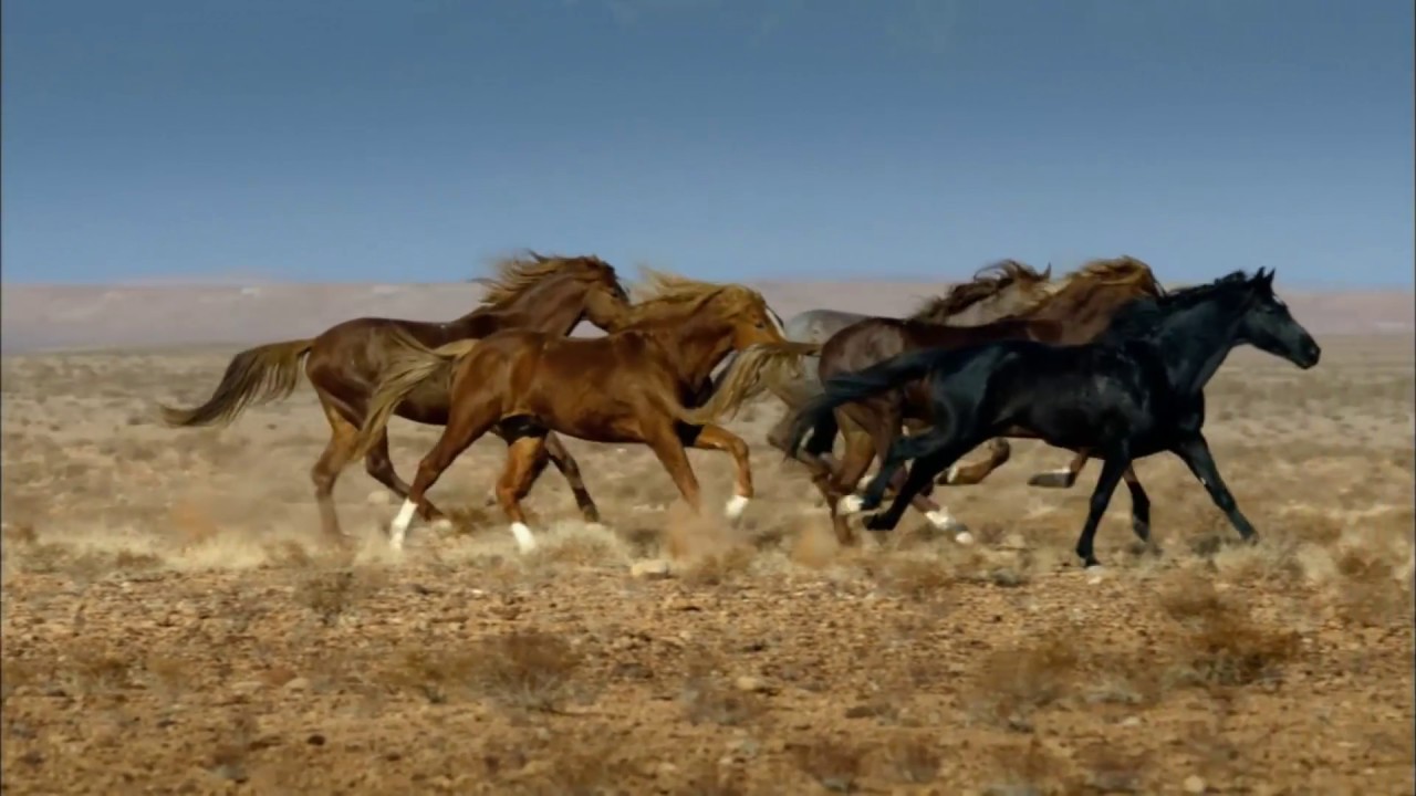 Berberi atları - Barb Berber horses