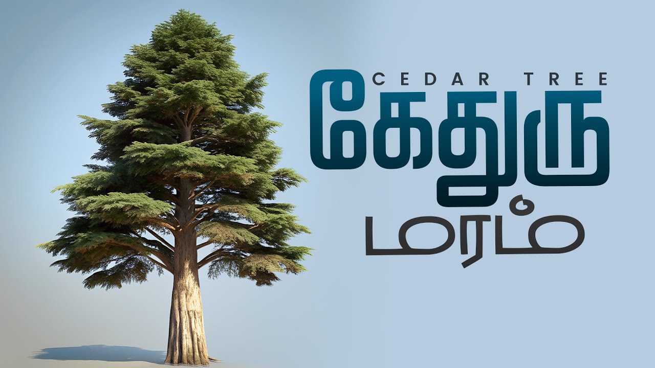 கேதுரு மரம் - CEDAR TREE #tamilchristian #bible