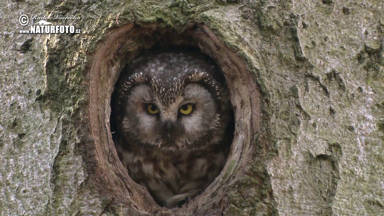 Sýc rousný - (Aegolius funereus) - Boreal Owl - Raufußkauz