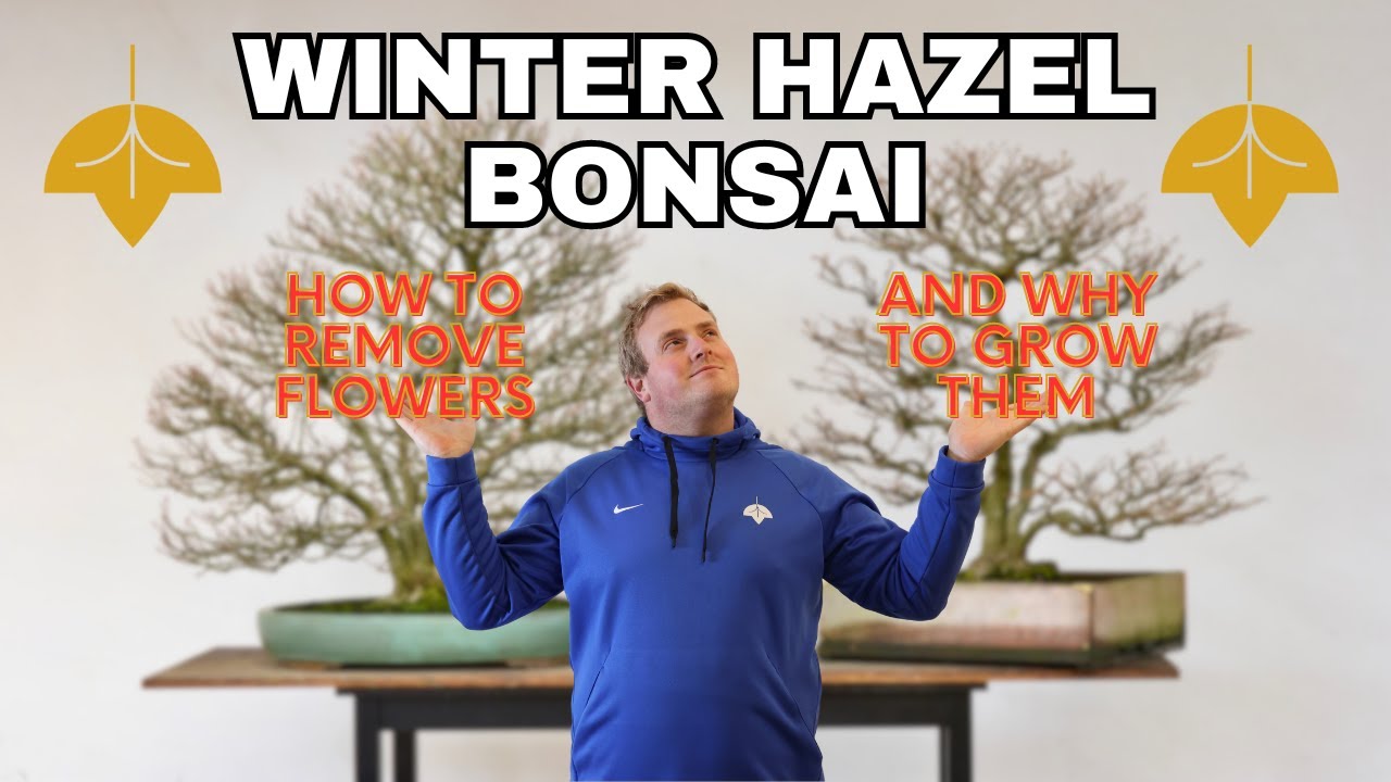 How to Remove Flowers on Winter Hazel Bonsai, and Other Tips for Corylopsis...
