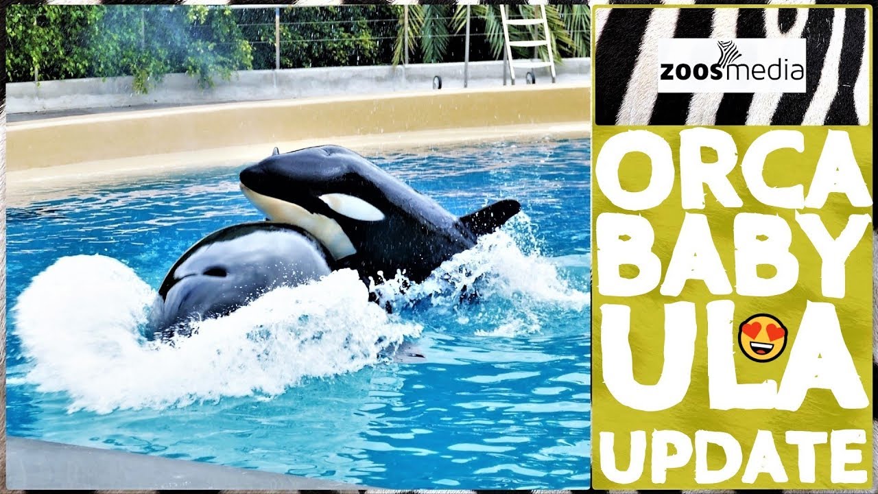 ORCA BABY Ula: Update zur Entwicklung im LORO PARQUE 😍 | zoos.media